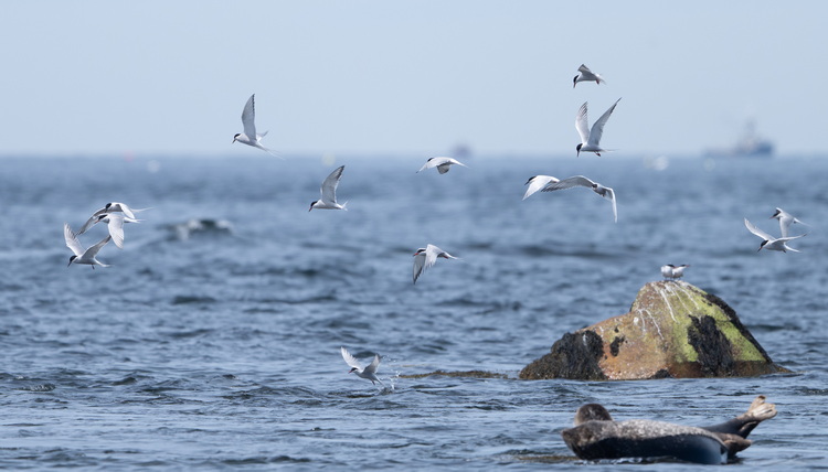 Roseate and Common Terns at Ball Bar, Shelburne County, Nova Scotia